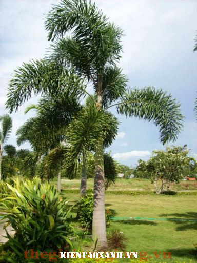 6 Loại Cây Xanh Giúp Chống Bão