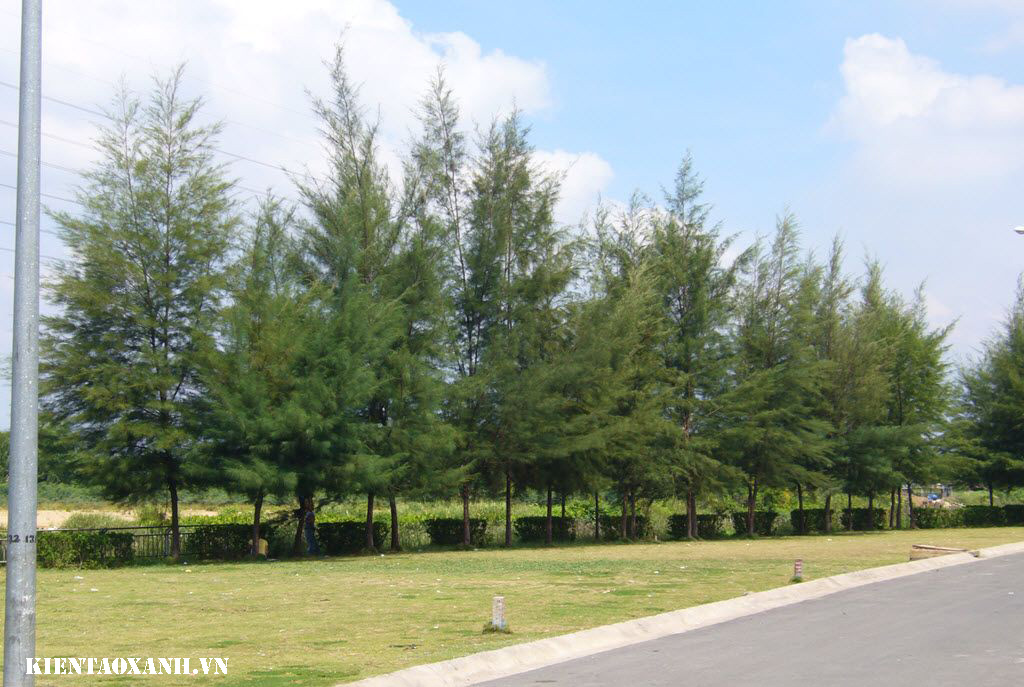 Cây phi lao - 6 Loại Cây Xanh Giúp Chống Bão