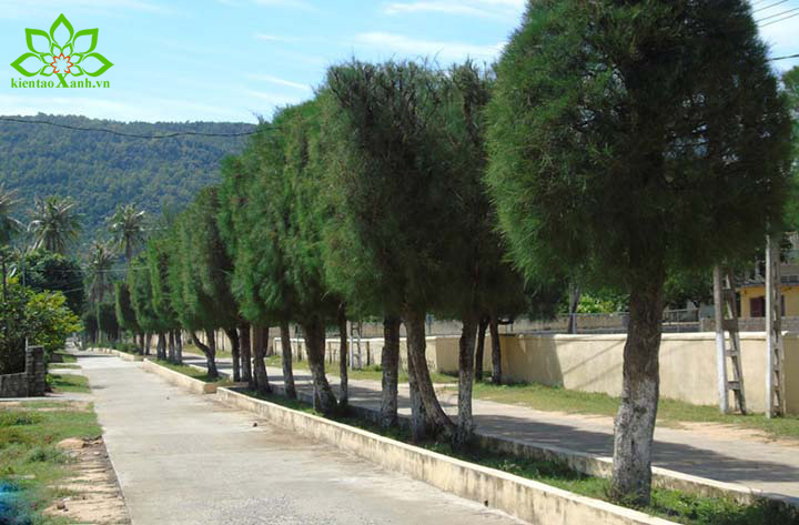 cây phi lao - 6 Loại Cây Xanh Giúp Chống Bão