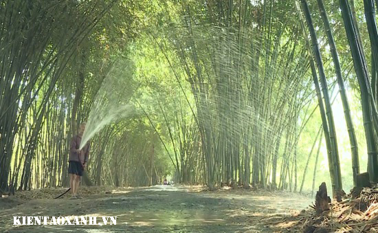 cây tre - 6 Loại Cây Xanh Giúp Chống Bão