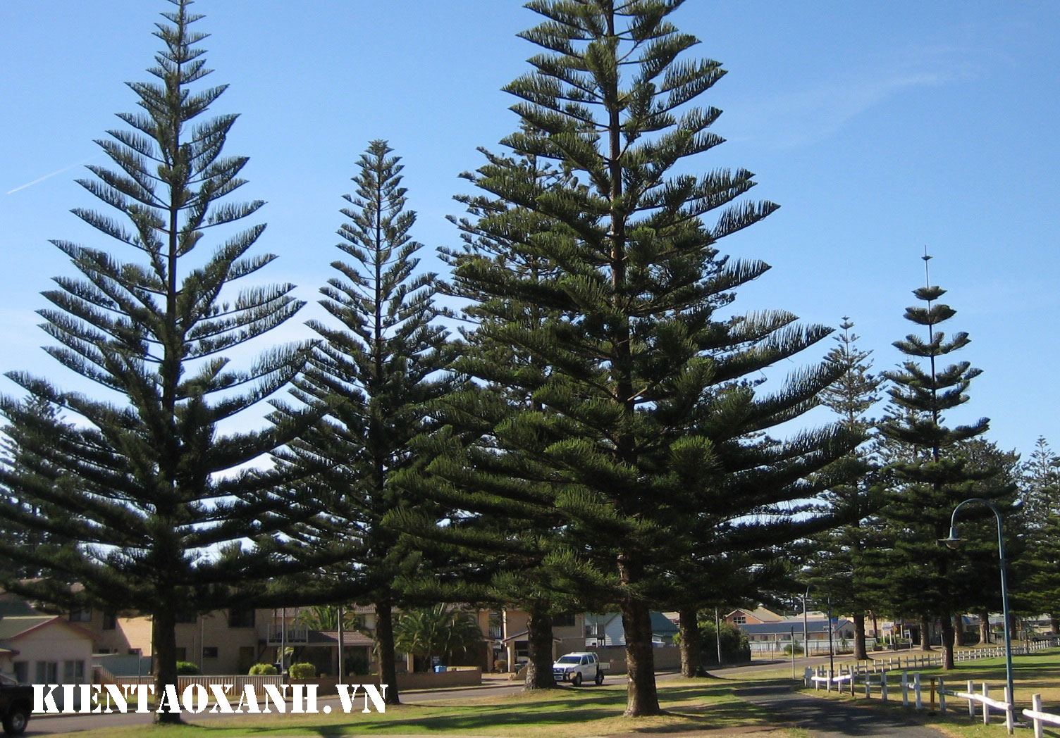 6 Loại Cây Xanh Giúp Chống Bão