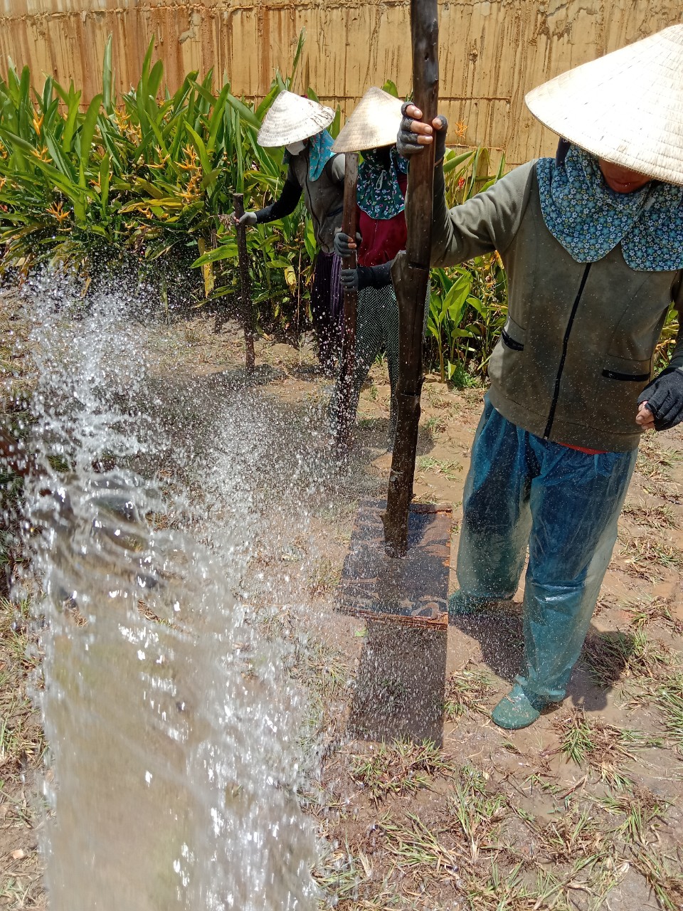 cỏ lá gừng thái lan
