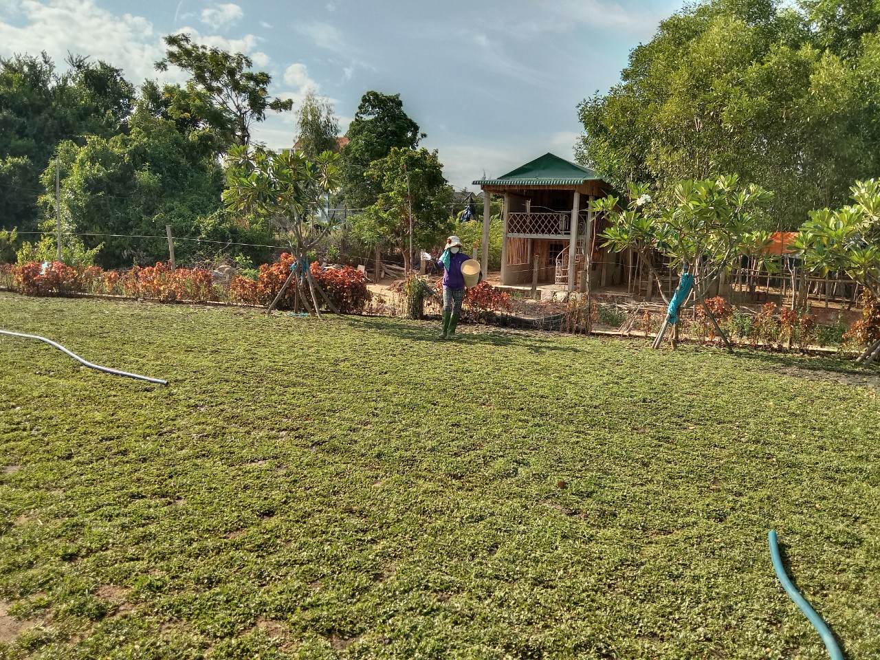 CỎ LÁ GỪNG - CÁC YẾU TỐ ẢNH HƯỜNG ĐẾN ĐỘ BỀN CỦA THẢM CỎ LÁ GỪNG