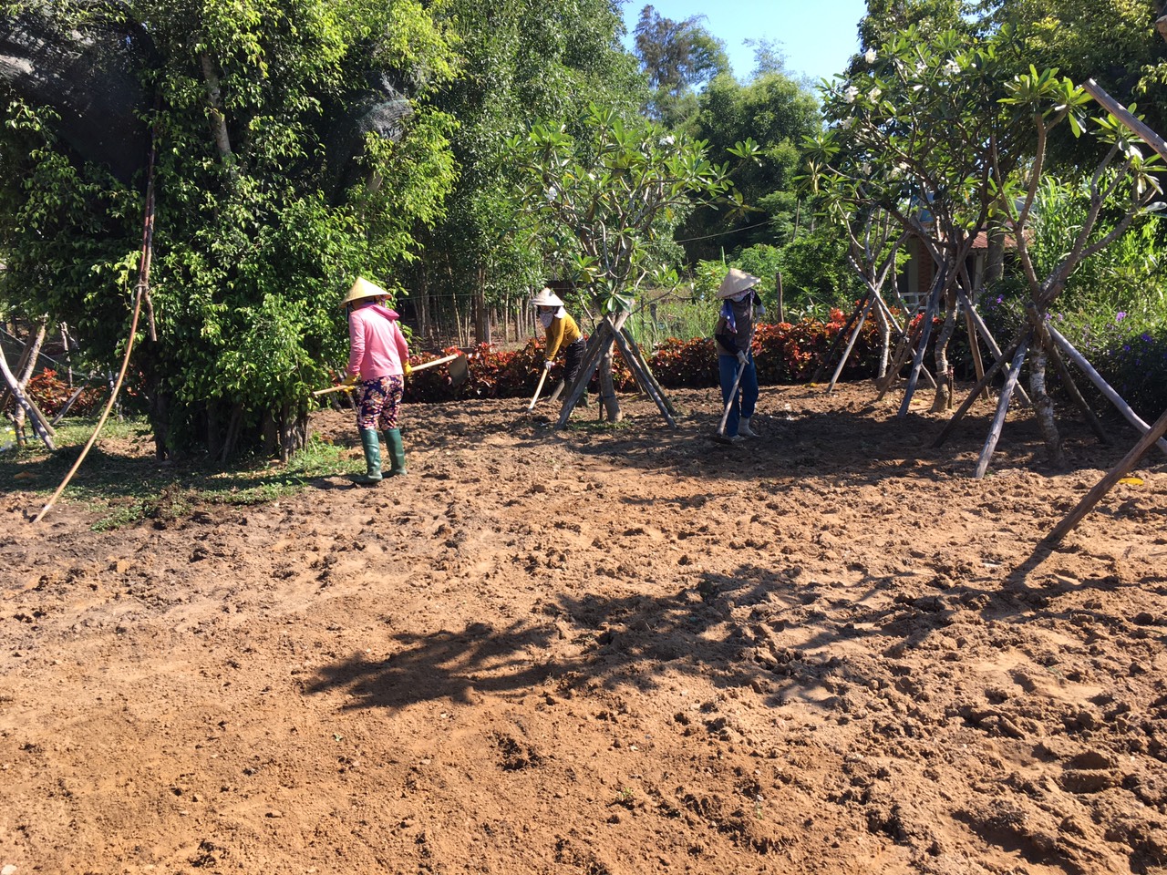 Vì Sao Cỏ Gừng Thái Lan Lại Được Ưa Chuộng Trong Cảnh Quan