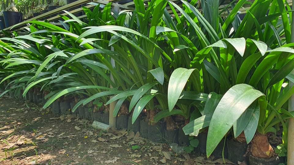 Giá bạch trinh biển