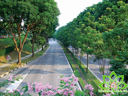 Dịch vụ bảo dưỡng và chăm sóc cây xanh đường phố