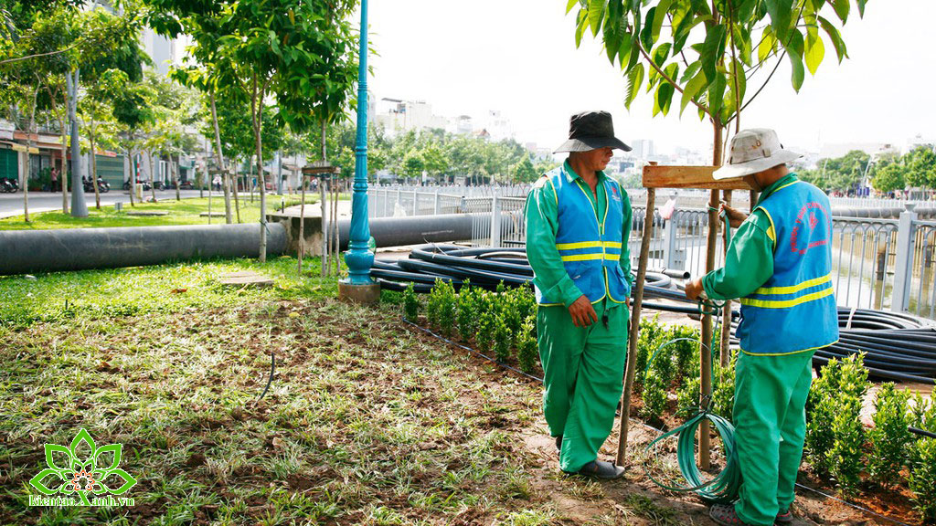 Dịch vụ bảo dưỡng và chăm sóc cây xanh đường phố