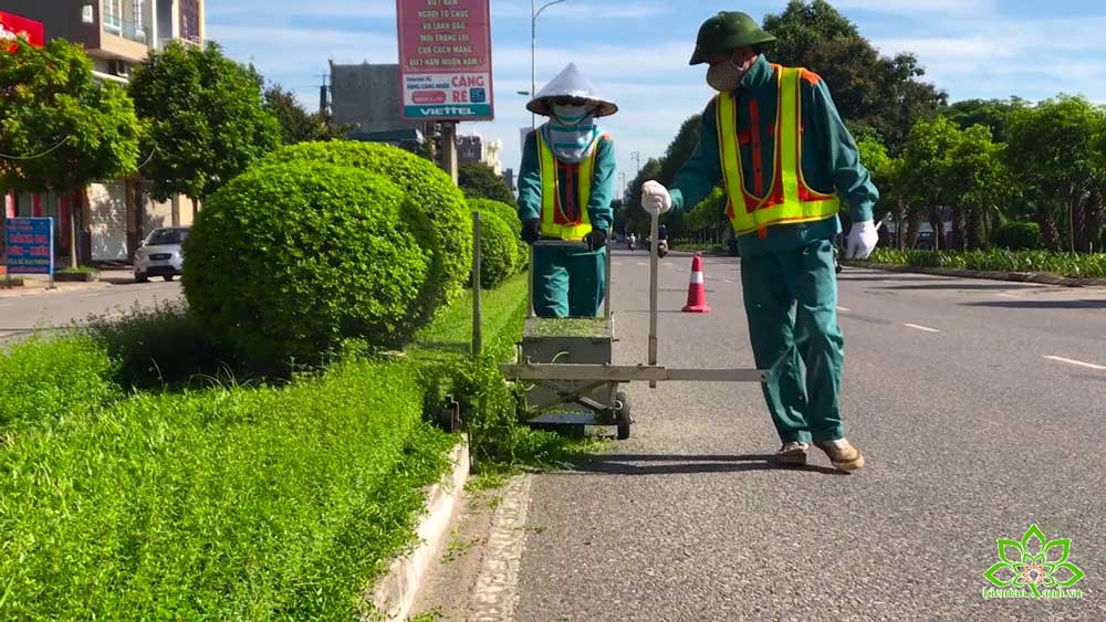 Dịch vụ bảo dưỡng và chăm sóc cây xanh đường phố