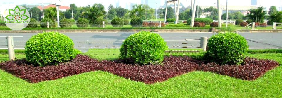 cây ngâu bụi tán tròn