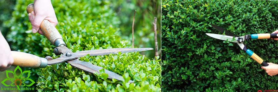 Dụng Cụ Thiết Bị Sử Dụng Trong Công Tác Bảo Dưỡng Cảnh Quan