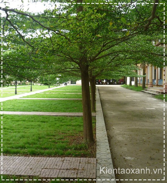 Cây Bàng Đài Loan