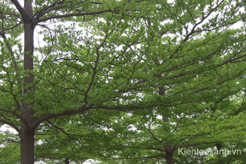 Cây Bàng Đài Loan