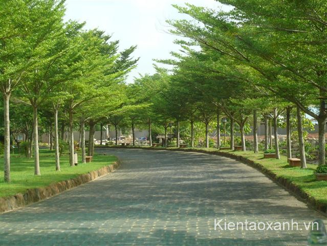 Cây Bàng Đài Loan