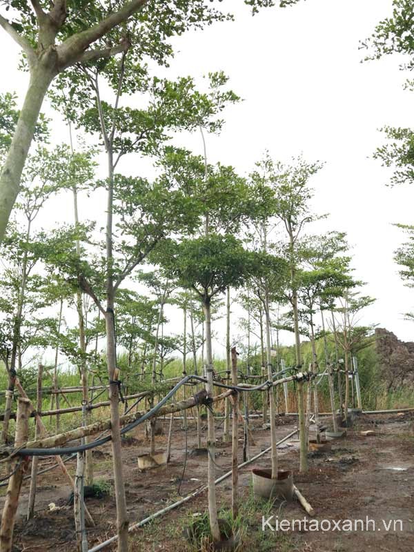 Cây Bàng Đài Loan