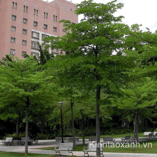 Cây Bàng Đài Loan