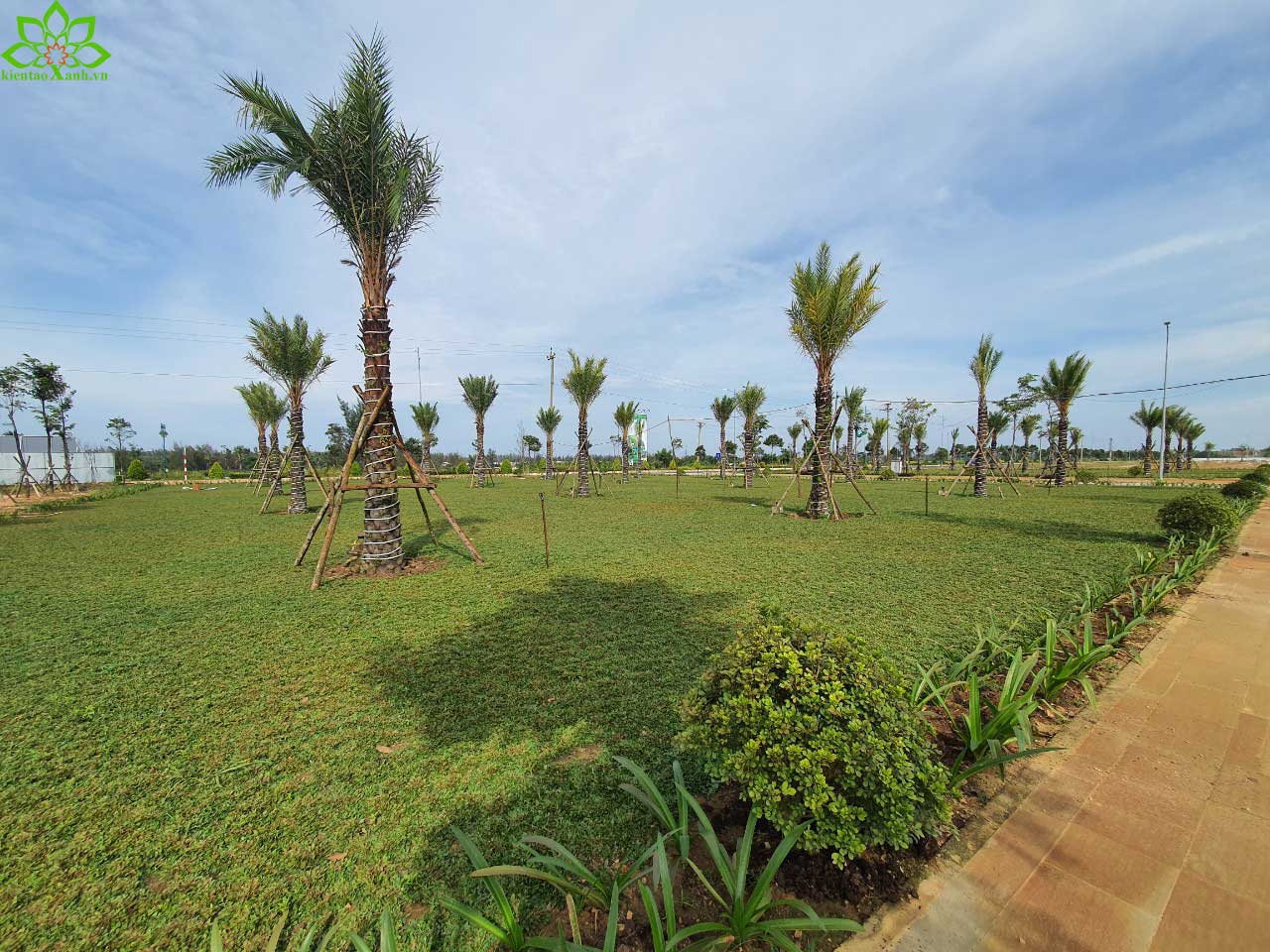 THI CÔNG TRỒNG CÔNG TRÌNH 5000M2 CỎ GỪNG TẠI QUÃNG NGÃI