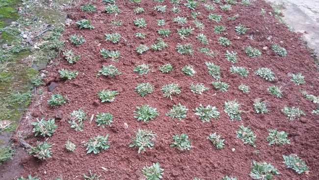 cỏ lá gừng thái lan - CÂY THƯA