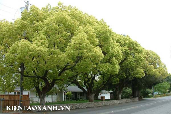 Top 10 Loại Cây Công Trình Trồng Công Viên Được Yêu Thích Nhất .