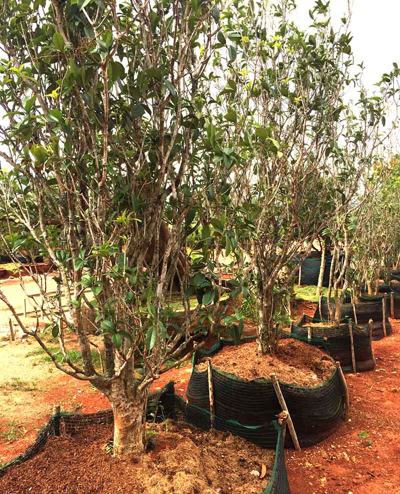 Cây Mộc Hương Là Cây Gì ? Tại Sao Cây Lại Mắc Và Có Ý Nghĩa , Công Dụng Gì ?