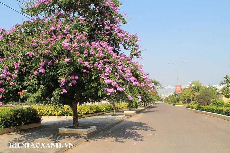 cây móng bò Hoa Ban Tím, Cây Hoàng Hậu.