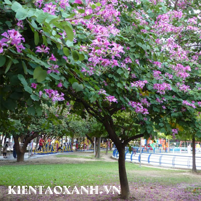 cây móng bò Hoa Ban Tím, Cây Hoàng Hậu.