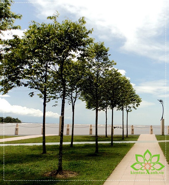 Cây Sao Đen, Sao Đen, cây công trình miền trung