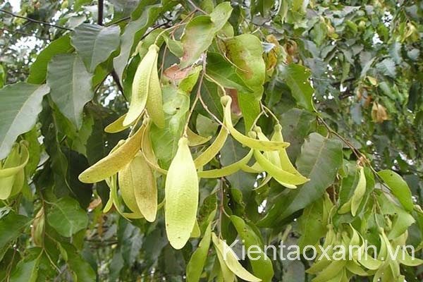 Cây Sao Đen, Sao Đen, cây công trình miền trung