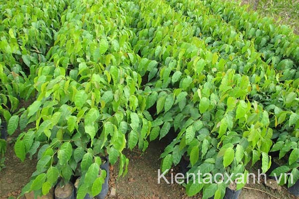 Cây Sao Đen, Sao Đen, cây công trình miền trung