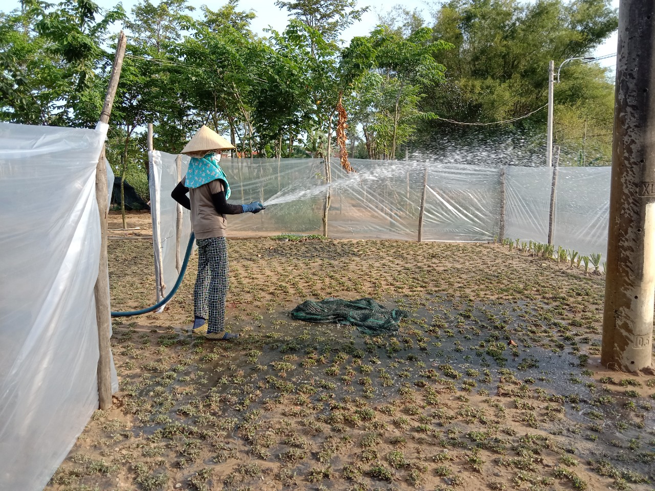 CỎ LÁ GỪNG - CÁC YẾU TỐ ẢNH HƯỜNG ĐẾN ĐỘ BỀN CỦA THẢM CỎ LÁ GỪNG