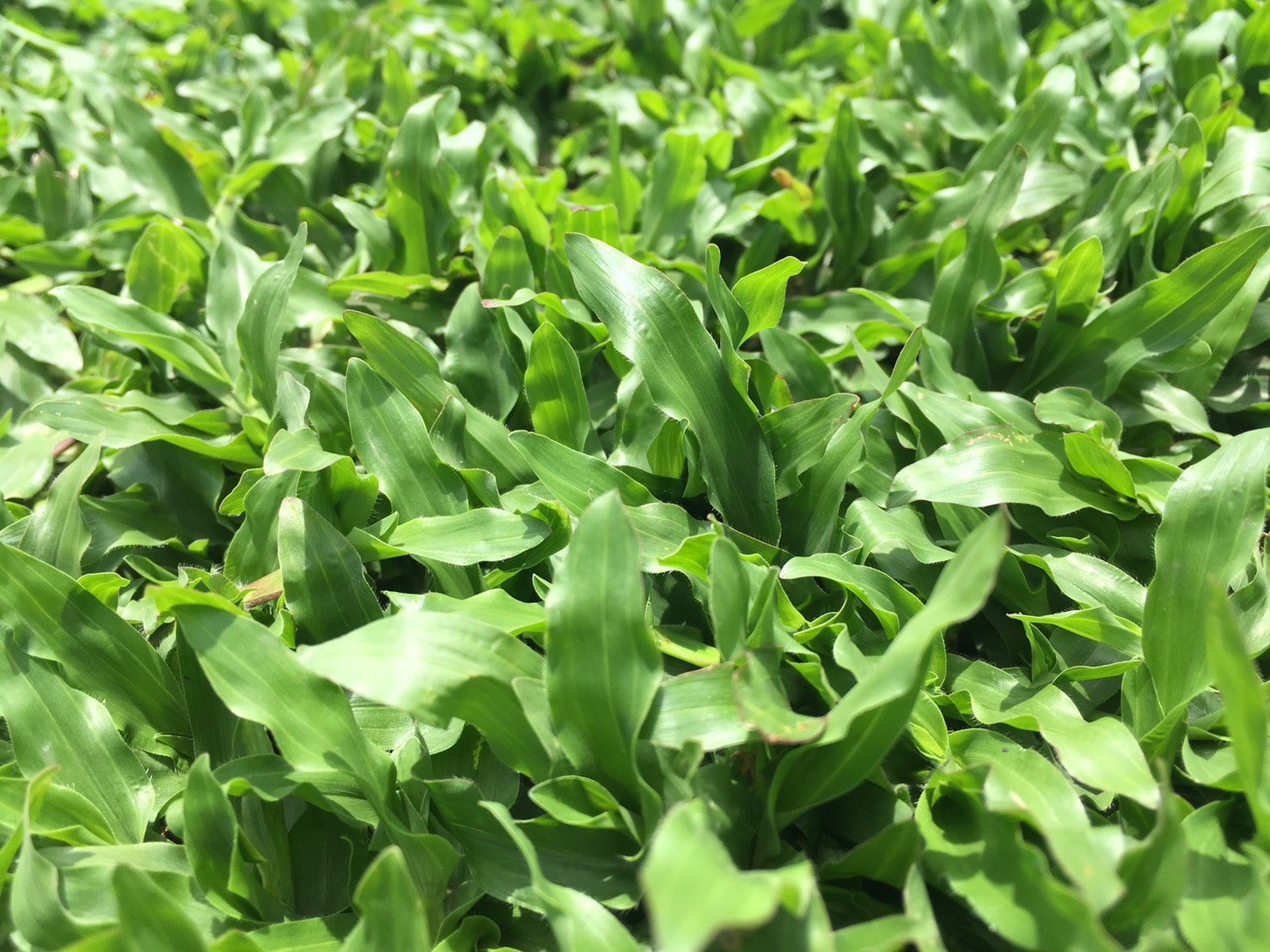 CỎ LÁ GỪNG - CÁC YẾU TỐ ẢNH HƯỜNG ĐẾN ĐỘ BỀN CỦA THẢM CỎ LÁ GỪNG