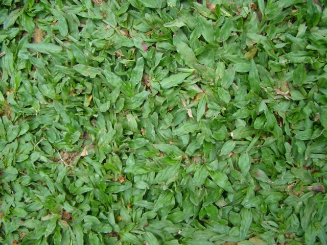 CÁCH SỬ LÍ ĐẤT NỀN TRƯỚC KHI TRỒNG THẢM CỎ