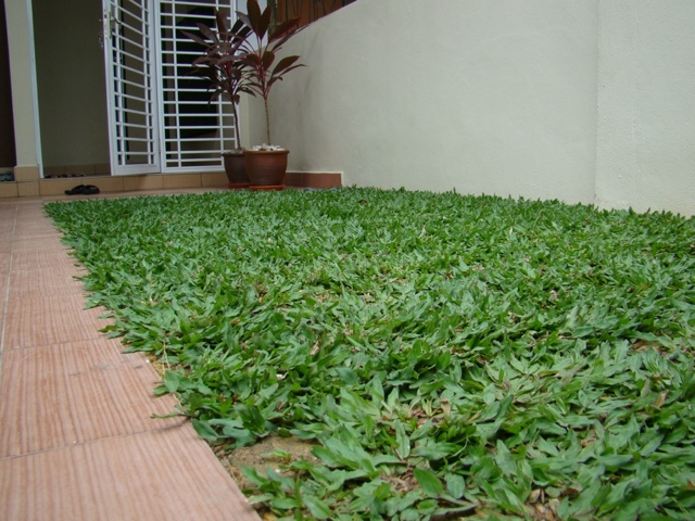 CỎ LÁ GỪNG - CÁC YẾU TỐ ẢNH HƯỜNG ĐẾN ĐỘ BỀN CỦA THẢM CỎ LÁ GỪNG