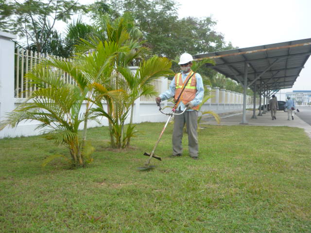 CỎ LÁ GỪNG - CÁC YẾU TỐ ẢNH HƯỜNG ĐẾN ĐỘ BỀN CỦA THẢM CỎ LÁ GỪNG
