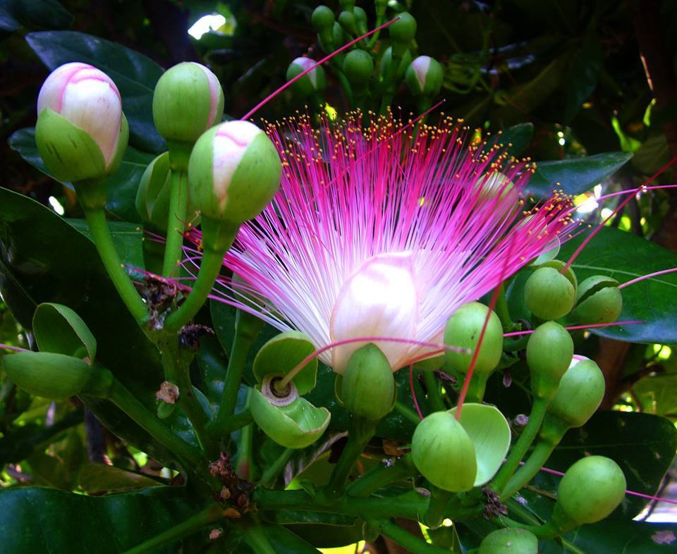 Lộc Vừng Có Mấy Loại Và Cách Nhận Biết Các Loại Lộc Vừng