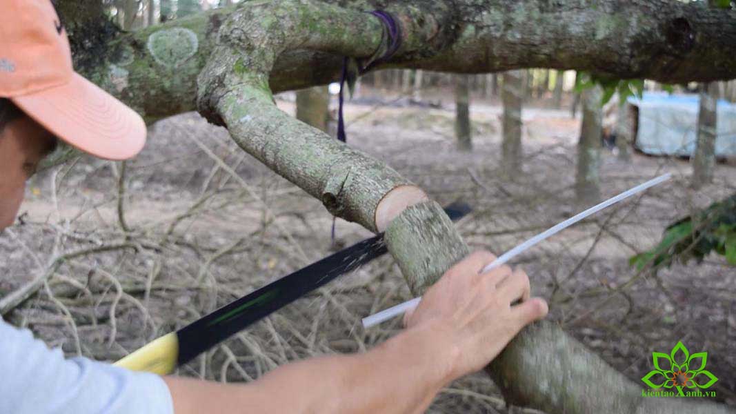 Dụng Cụ Thiết Bị Sử Dụng Trong Công Tác Bảo Dưỡng Cảnh Quan