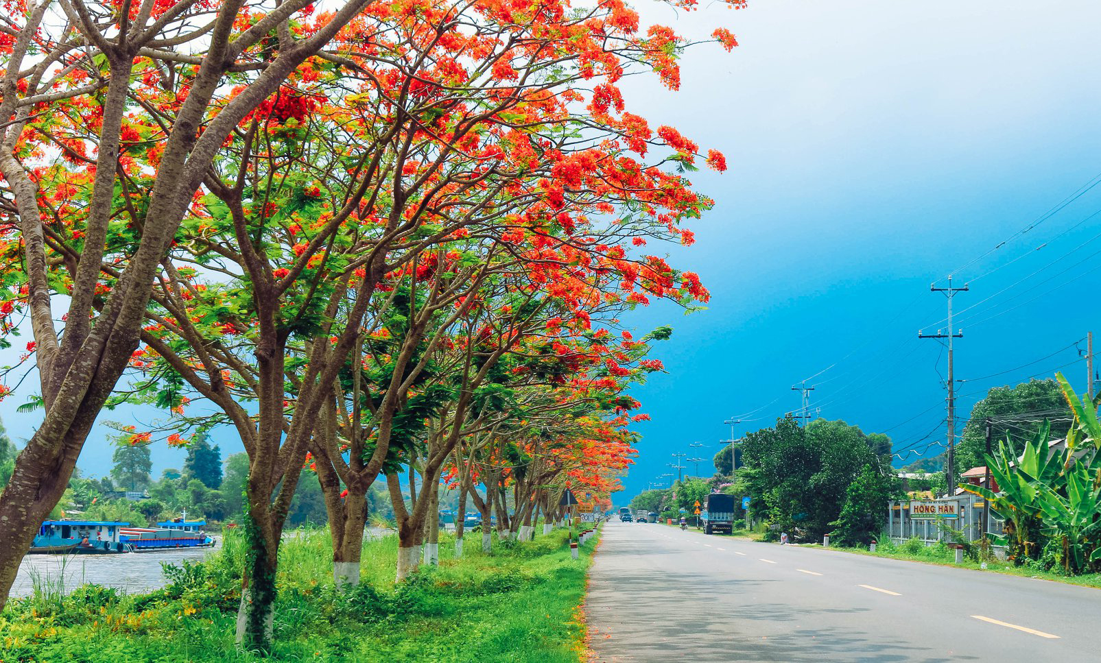 Cây Phượng Vĩ