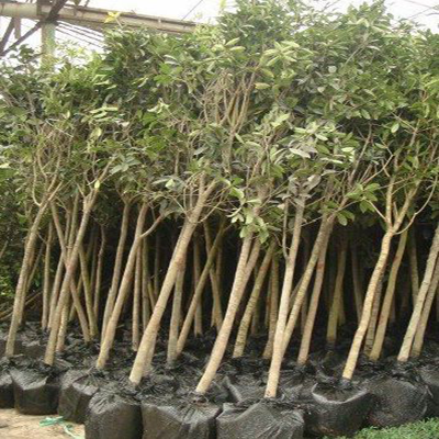 Cây Mộc Hương Là Cây Gì ? Tại Sao Cây Lại Mắc Và Có Ý Nghĩa , Công Dụng Gì ?