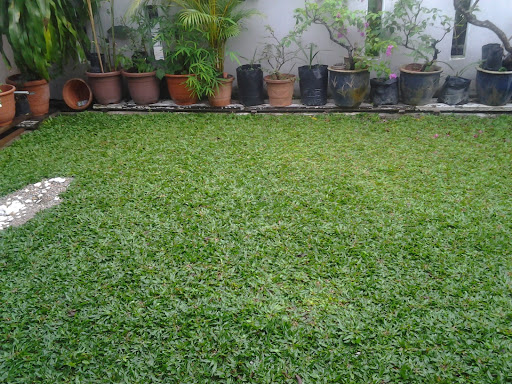 Vì Sao Cỏ Gừng Thái Lan Lại Được Ưa Chuộng Trong Cảnh Quan