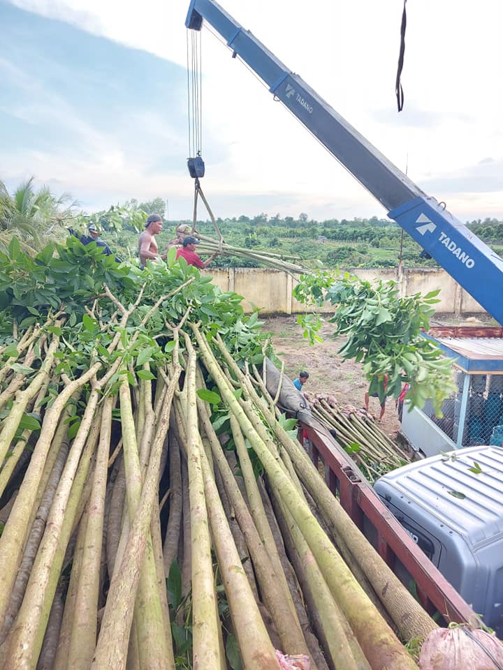 kèn hồng công trình