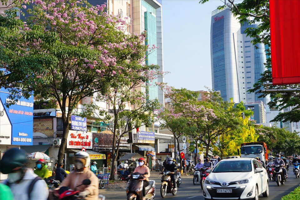 kèn hồng công trình