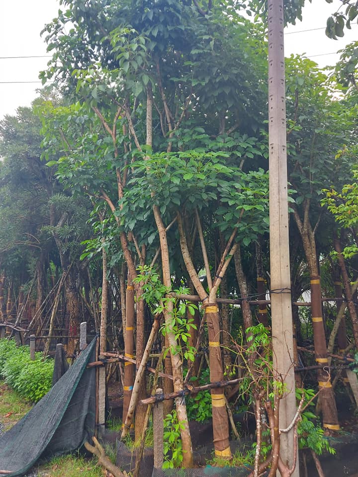 kèn hồng công trình