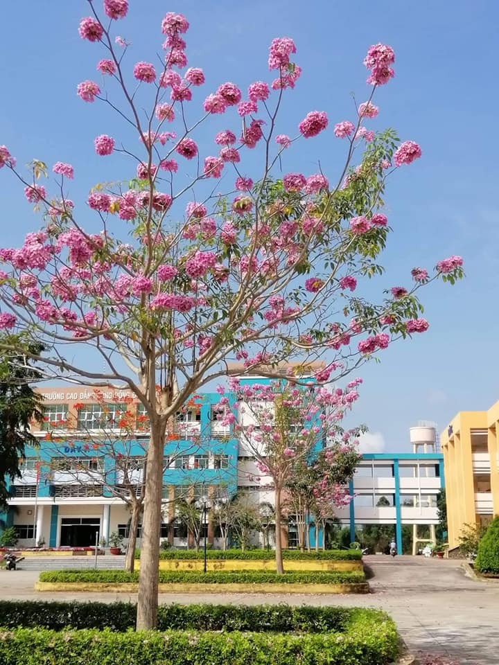 kèn hồng công trình