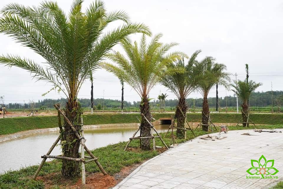 Hình. 4 Công viên trung tâm khu dân cư, dự án thi công và bảo dưỡng cây xanh tại Quảng Ngãi