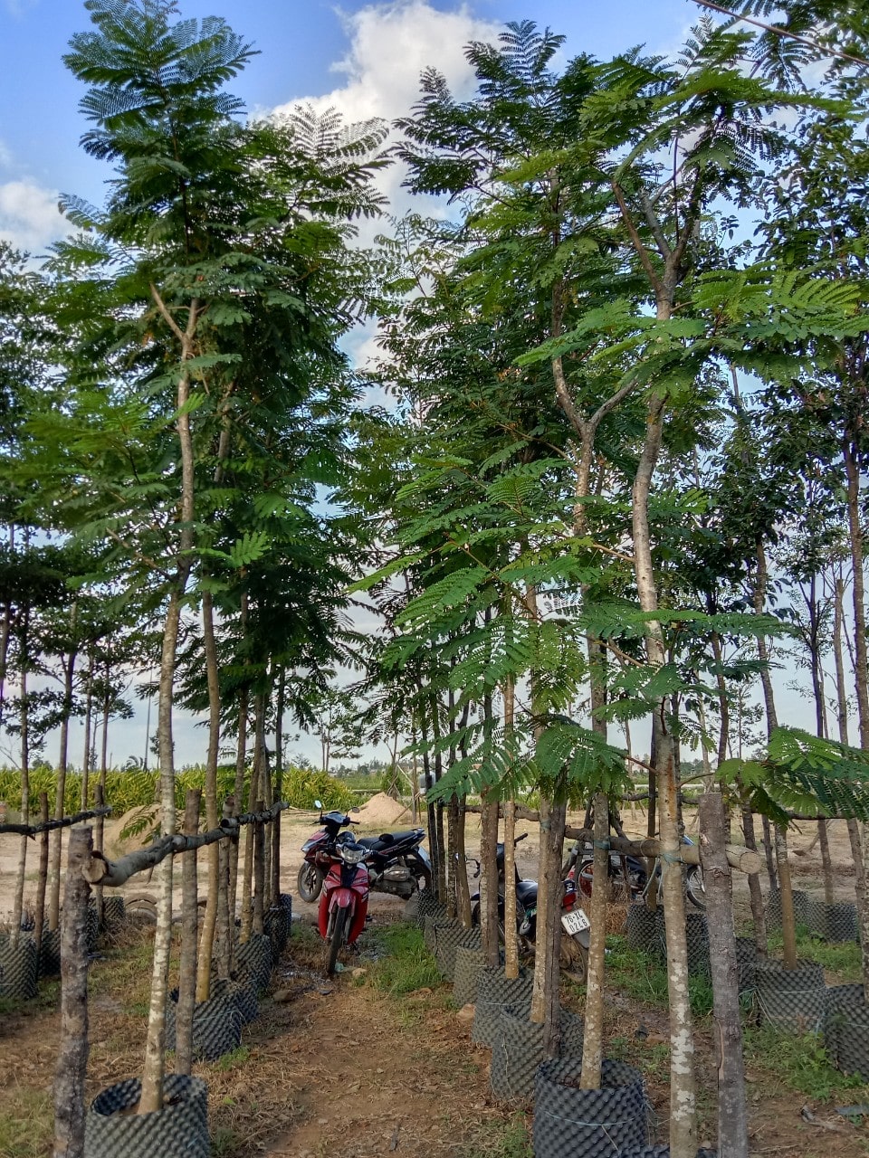 Giá cây lim xẹt tại vườn