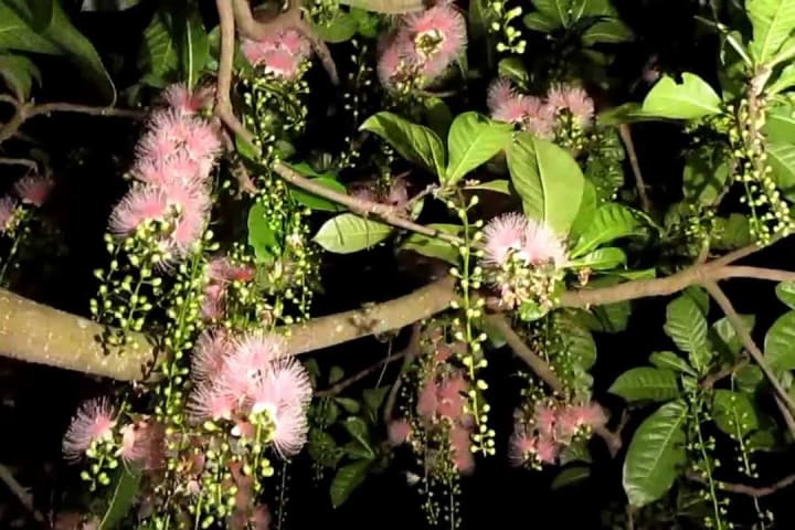 Lộc Vừng Có Mấy Loại Và Cách Nhận Biết Các Loại Lộc Vừng