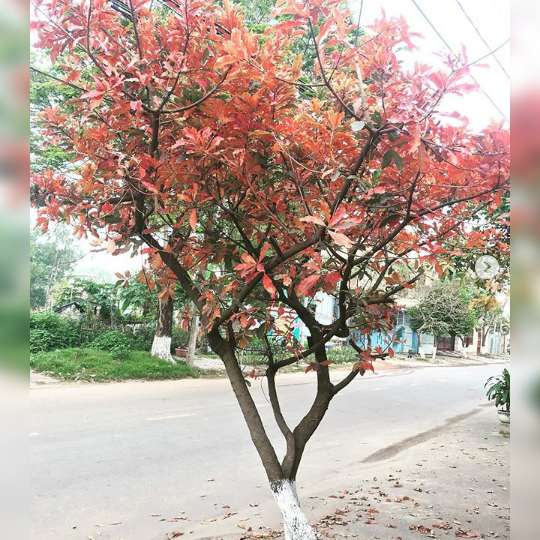 Lộc Vừng Có Mấy Loại Và Cách Nhận Biết Các Loại Lộc Vừng