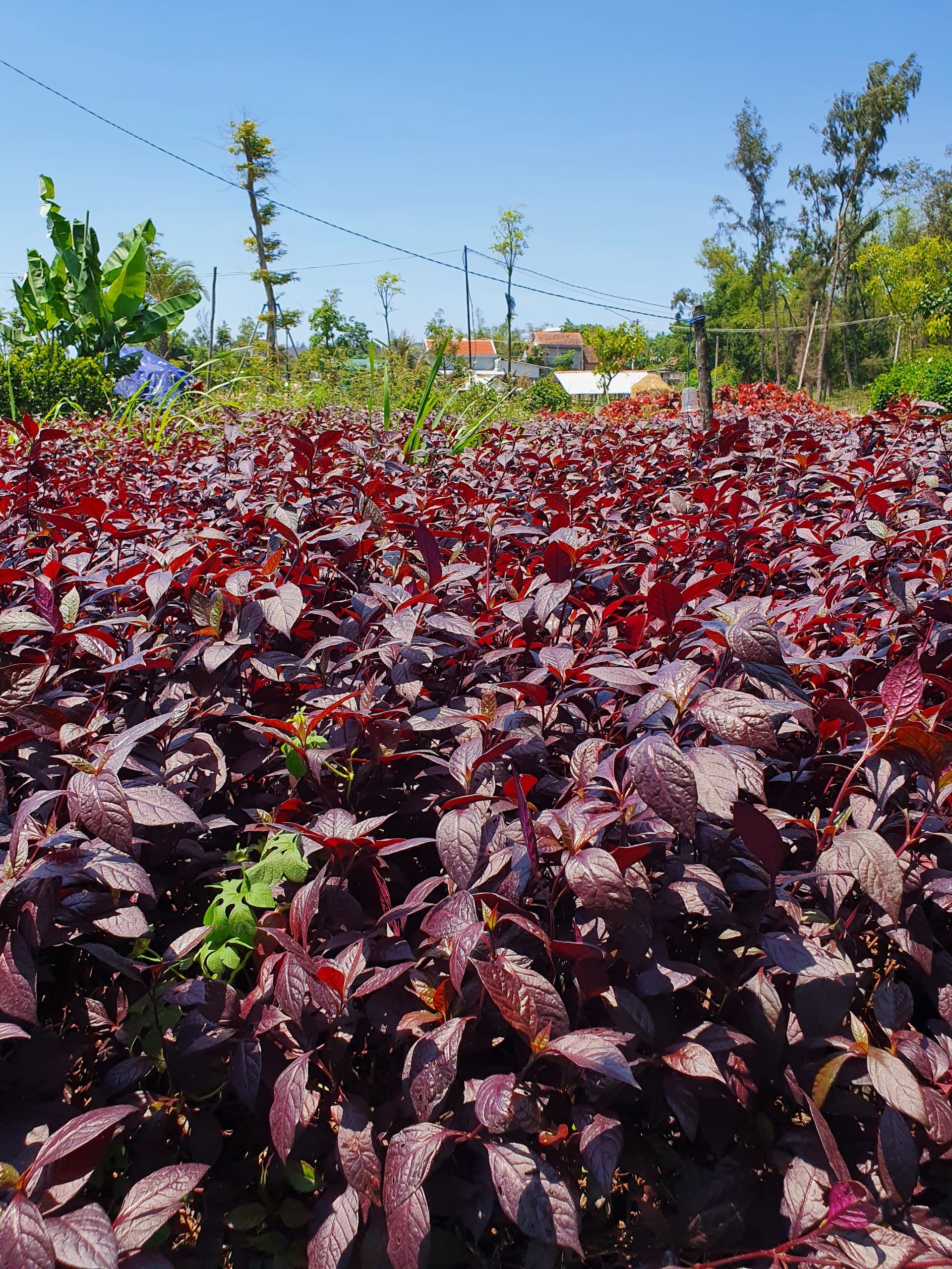 Giá cây mắt nai tại vườn