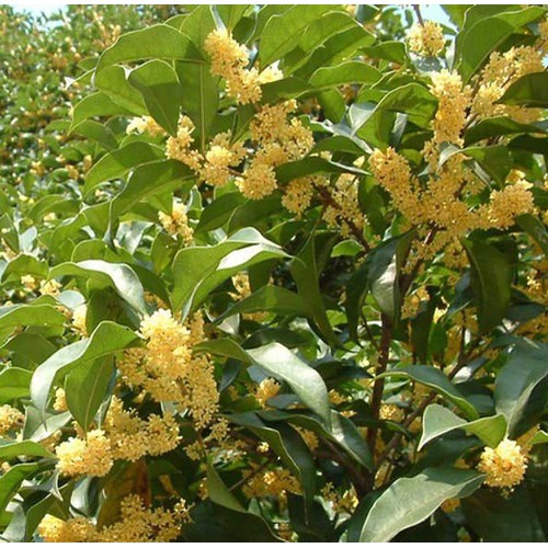 Cây Mộc Hương Là Cây Gì ? Tại Sao Cây Lại Mắc Và Có Ý Nghĩa , Công Dụng Gì ?