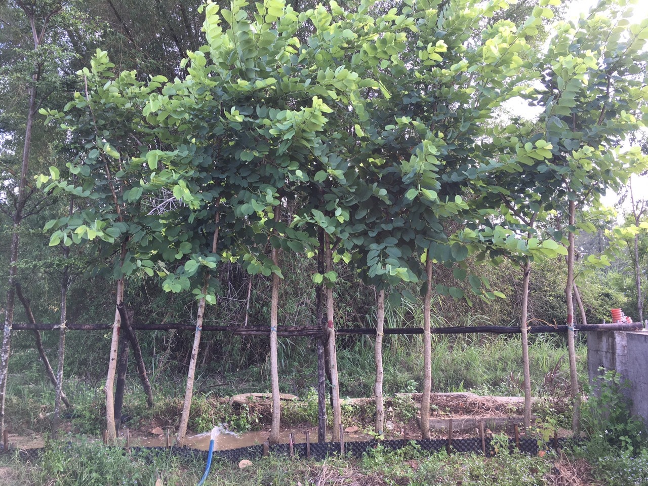 Giá cây móng bò tại vườn