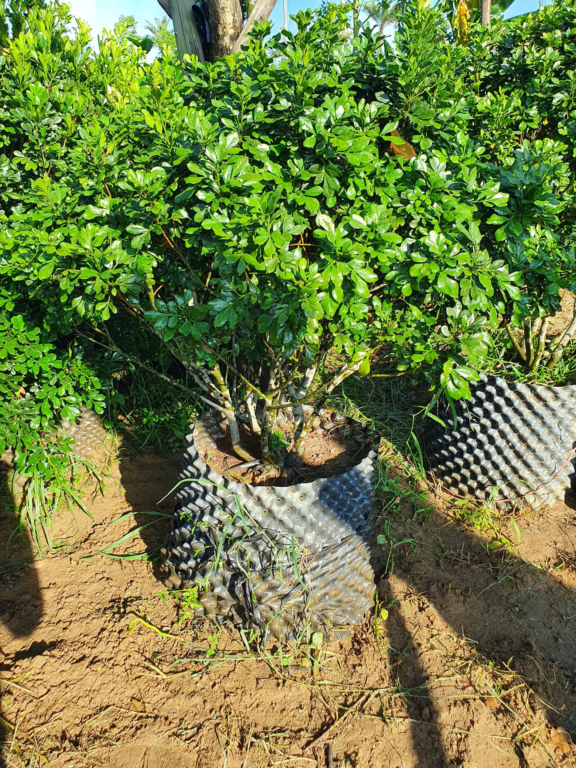 Giá ngâu tại vườn